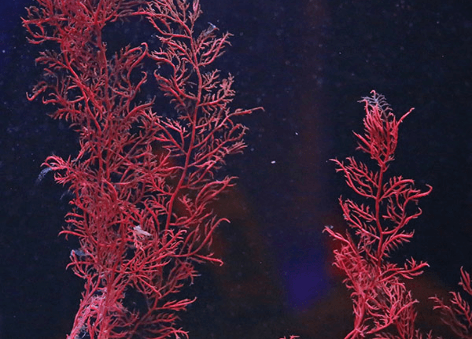 Alleskönner Alge: veganes Superfood aus dem Meer